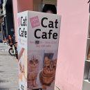 스카이캣명동2호점 이미지