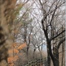 오후의 숲 이미지