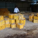 조아농장 이미지