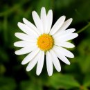 구절초가는길 이미지