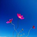 코스모스 이미지