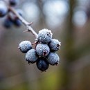 슬로베리 이미지