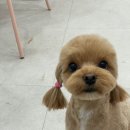 거북애견 이미지