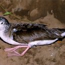 제주 사수도 바닷새류(흑비둘기,슴새)번식지 이미지