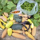 한스메디팜 이미지