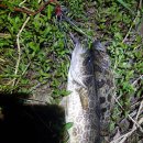 진보주유소 이미지