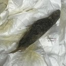 고양이 헤어볼 영양제 베츠베스트 털갈이시즌 1달 급여후기