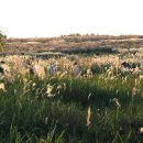 하늘공원 이미지