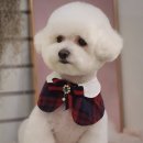 그루밍 펫 뷰티샵 이미지