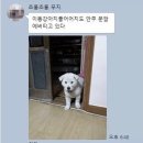 똥강아지 Daum카페