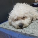 강아지 전문가용 바퀴벌레약 먹고 동물병원간 후기