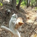 냥냥펀치 이미지