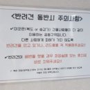 마이달링독 이미지