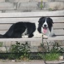 탤런트 독 스쿨 이미지