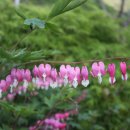 고도영 카카오 검색결과