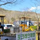 석죽재물고기나무