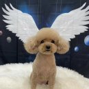 PLENOPET(플레노펫) 네이버블로그