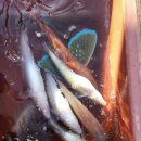 어부펜션 이미지