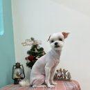 멍블리즈 이미지