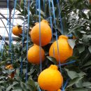 선대농장 이미지