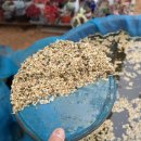 황소 농장 이미지