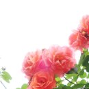 독서당공원 | 5월 꽃구경 서울 장미 명소 대현산 장미원 실시간 사진 후기