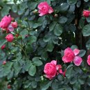 조선대(장미원) 이미지