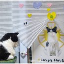 꾹꾹이 하는 고양이(kneading cats) | 고양이 이불, 집사 꾹꾹이 이유 행동 해석 의미