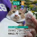 로니펫 | 페페로니펫 고양이 스킨케어 후기 피부진정 케어 냥젤리 클렌저 사용