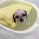 쁘띠멍멍 이미지