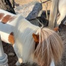 솔미목장 이미지