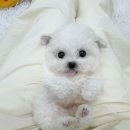 베비댕 이미지