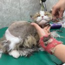 개이쁜냥 이미지