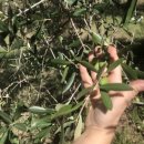 유계 | 🍃 [광주신세계 단독] 올리브유계의 No.5, '라우데미오 그리냐노' 국내 상륙!