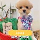 오몽오몽 이미지