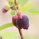 댕댕이연구소 이미지