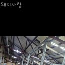 돼지사랑 이미지