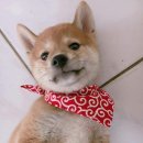 댕댕이# 이미지