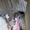 해운대조은동물병원 이미지