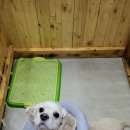 어벤독스 이미지