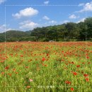 회룡1마을화장실 | 예천 회룡포 방문 후기 : 청보리밭, 뿅뿅다리, 주차장, 편의정보