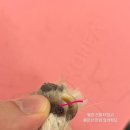 러브시티독 이미지