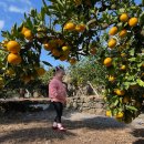 PAGE 672 | 함께한 제주도 가족 여행 후기(2) - 에어비앤비 숙소 추천 [PAGE 672] (새별오름 /성이시돌목장/춘심이네)