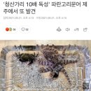 '청산가리 10배 독성' 파란고리문어 제주에서 또 발견 이미지