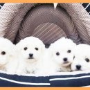 홈브리딩 이미지