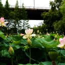 연꽃향기 이미지