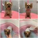 토브네 펫살롱 이미지