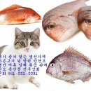 생선가게어물전 Daum카페