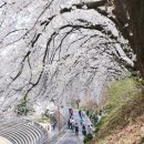 약령공원(시장) | 경희대학교 서울캠퍼스 벚꽃 명소 &amp; 현지 맛집 완벽 가이드 2026