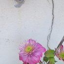 클레마티스 이미지